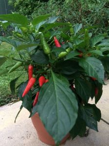 Chilli Plant
